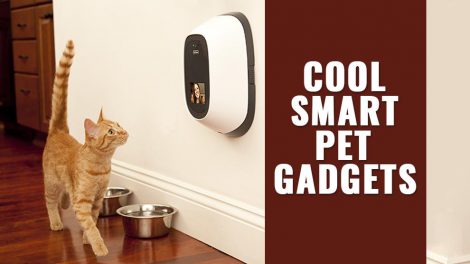 Pet Gadgets