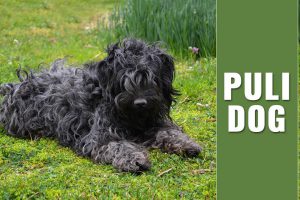 Puli Dog