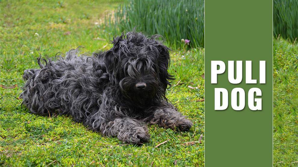 hungarian puli temperament