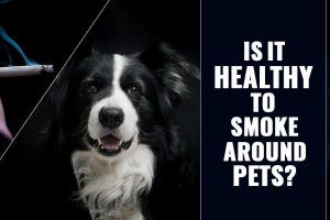 Secondhand Smoke And Pets