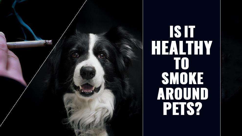 Secondhand Smoke And Pets Why No Smoking Around Your Pets? Petmoo