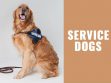 Service Dogs