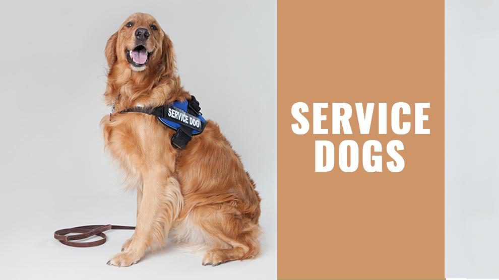 Service Dogs