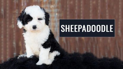 Sheepadoodle - Must Know Facts Before You Own The Cute Dog Breed - Petmoo