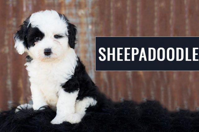 Sheepadoodle
