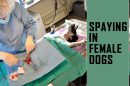 Spaying In Female Dogs