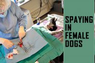 Spaying In Female Dogs