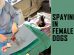 Spaying In Female Dogs