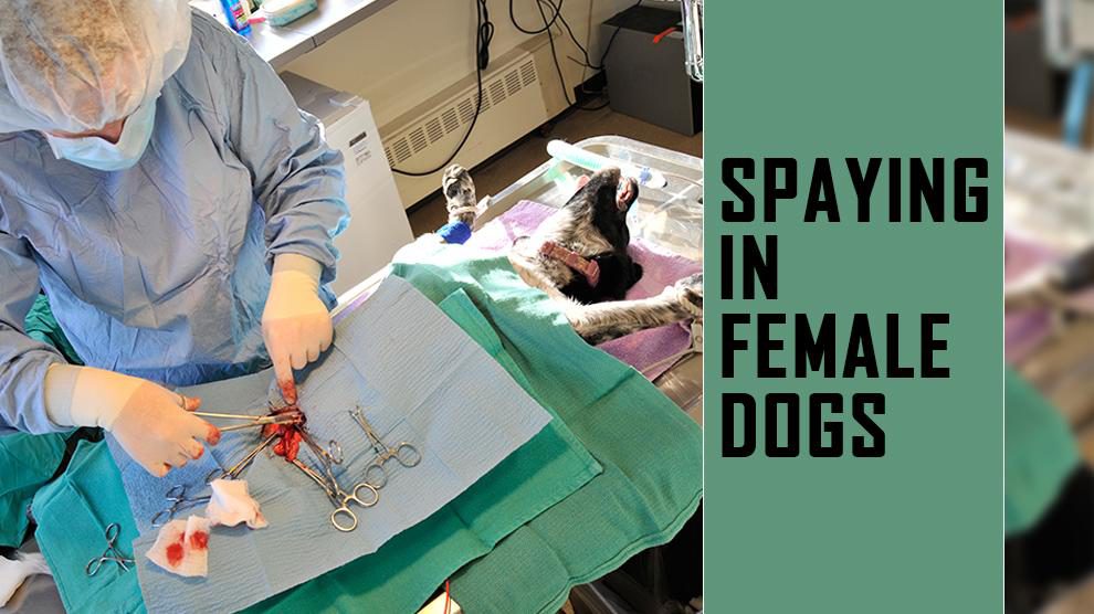 Spaying In Female Dogs