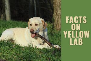 Yellow Lab