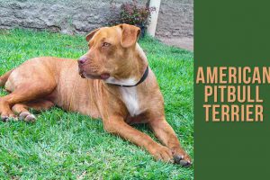 American Pitbull Terrier