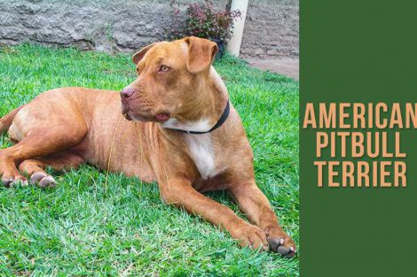 American Pitbull Terrier
