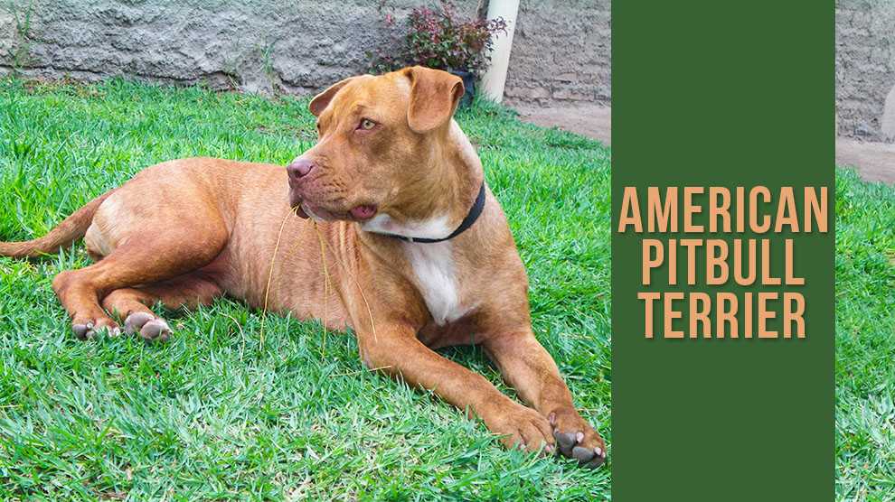american pit bull terrier temperament intelligent