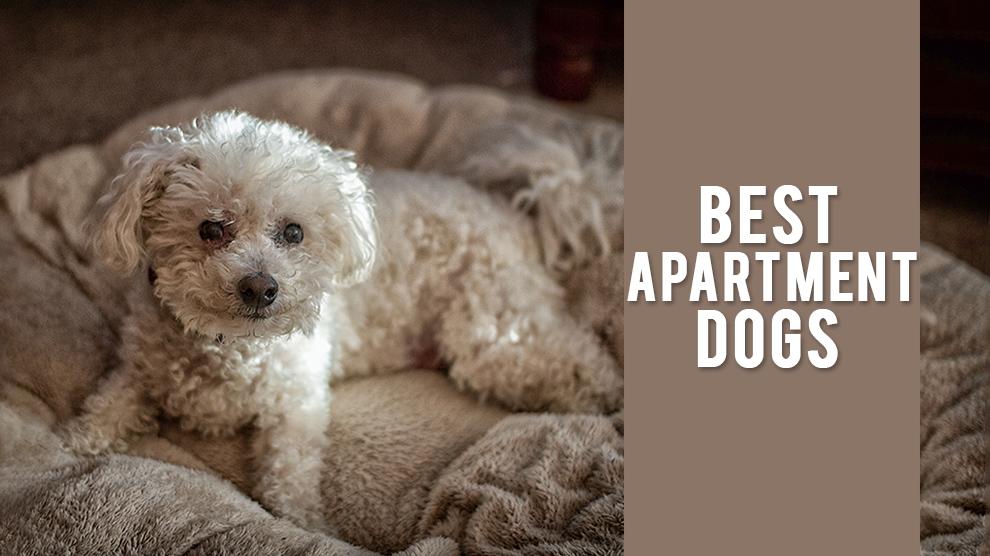 Best Apartment Dogs Large, Medium, And Small Dog Breeds Petmoo