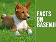 Basenji