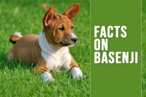 Basenji