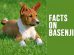 Basenji