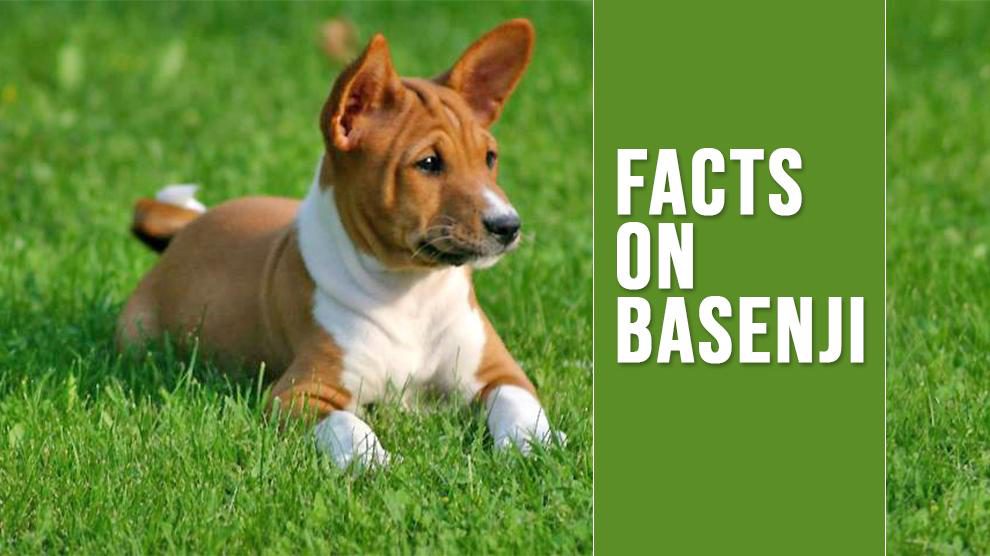 Basenji – Unique Dog Breed Information On The Bark-less Dog - Petmoo