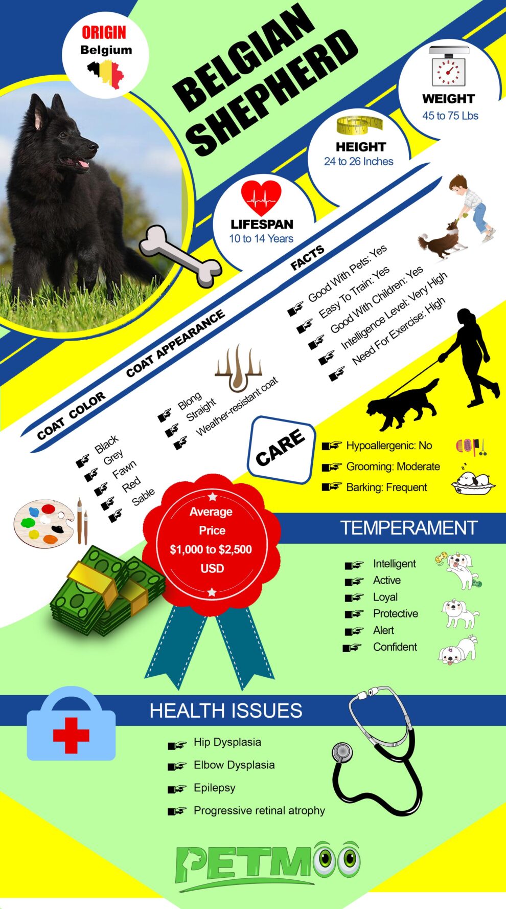 Belgian Shepherd Must Know Dog Breed Information & Training Petmoo