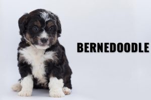 Bernedoodle