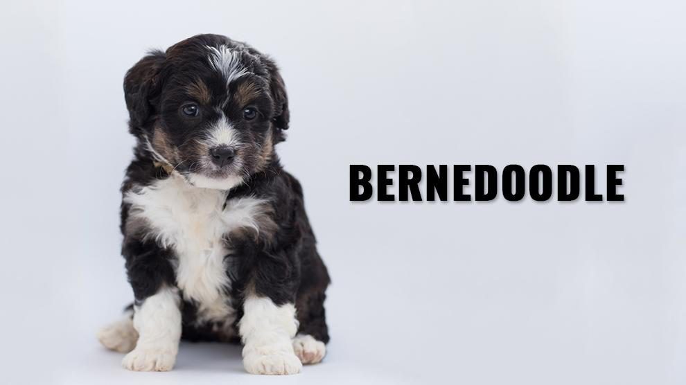 Bernedoodle