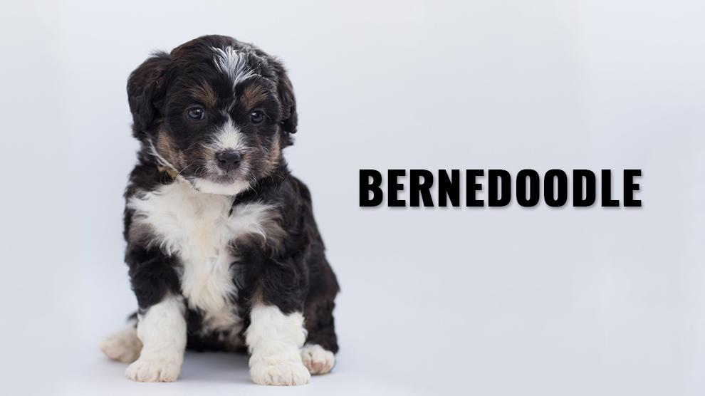 Bernedoodle Dog Breed Information And Guide Petmoo