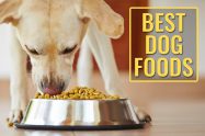 Best Dog Foods