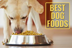 Best Dog Foods