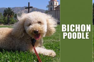 Bichon Poodle