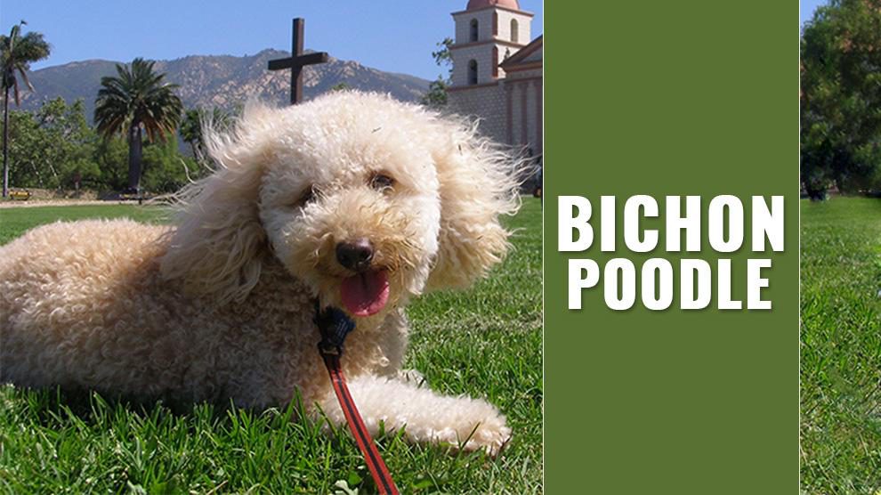 how long do bichon poodle dogs live