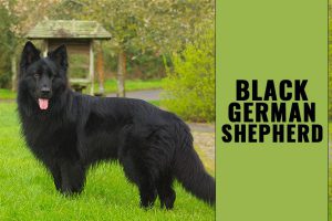 Black German Shepherd