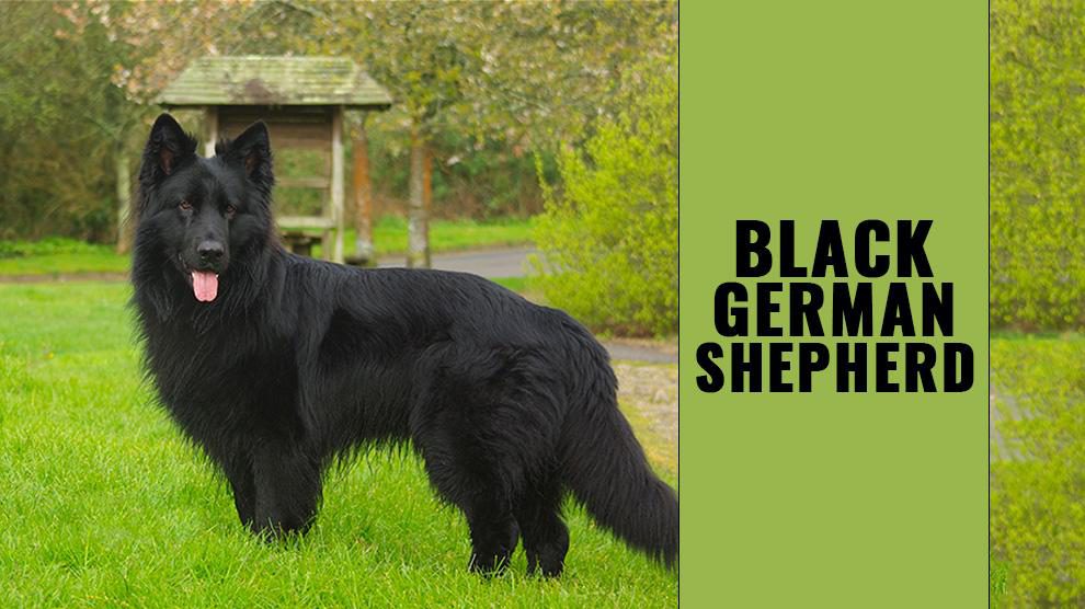 black fluffy german shepherd