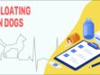 Bloating In Dogs
