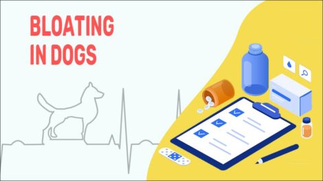 Bloating In Dogs