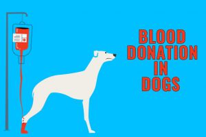 Dog Blood Donation