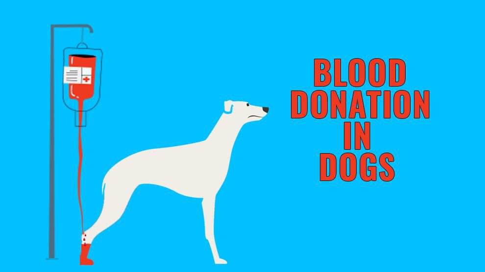 Dog Blood Donation