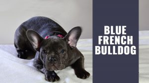 Blue French Bulldog