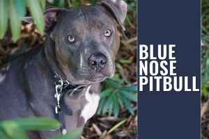 Blue Nose Pitbull