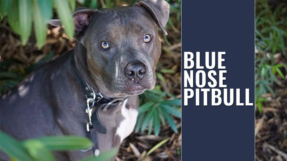Blue Nose Pitbull