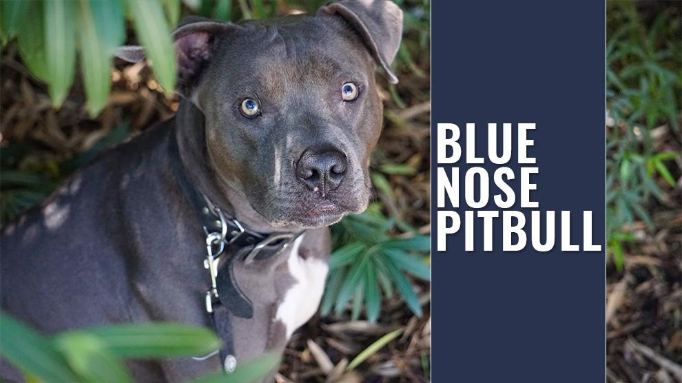 blue nose pitbull rescue