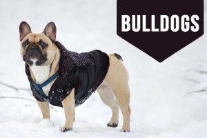 Bulldog