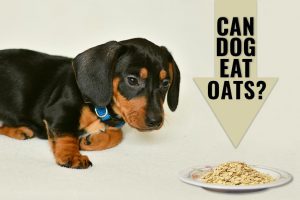 Can Dogs Eat Oatmeal?