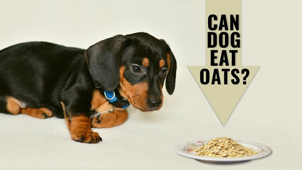 are rolled oats safe for dogs