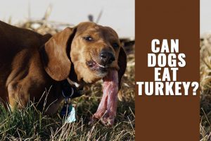 Can Dogs Eat Turkey