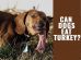Can Dogs Eat Turkey