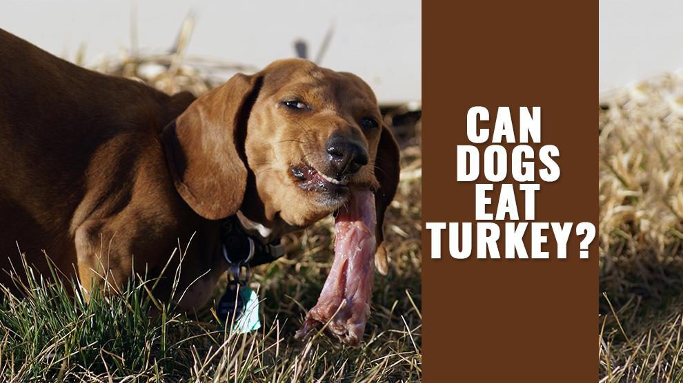 Can Dogs Eat Turkey