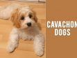 Cavachon