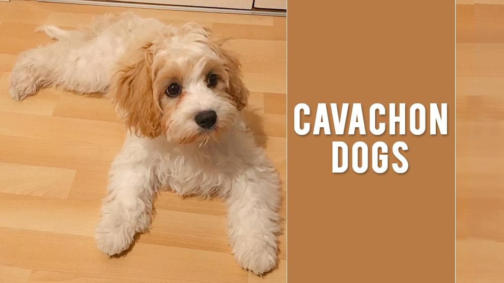 how often should i feed my cavachon puppy