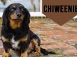 Chiweenie