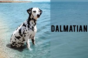 Dalmatian